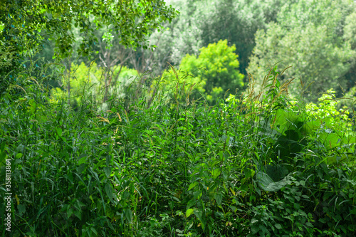 Dense forest foliage, bushes and tall grass with trees in the background, lush and bright green