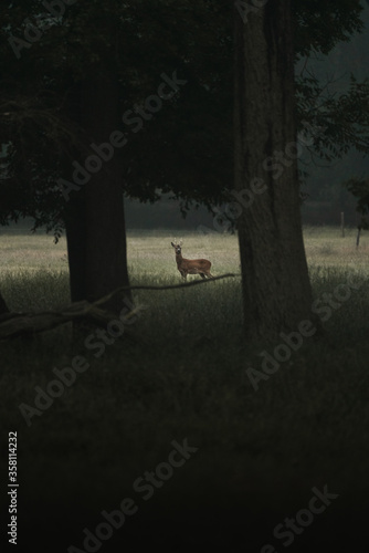 Rehbock am Abend  dunkler Wald