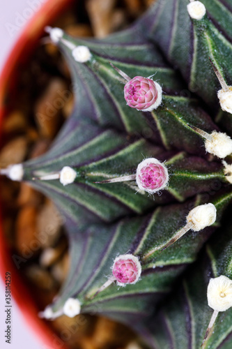 Gymnocalycium cactus