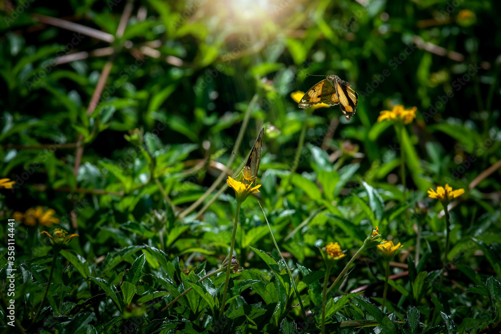 Beautiful butterfly in the natural meadow Beautiful butterfly in the natural meadow