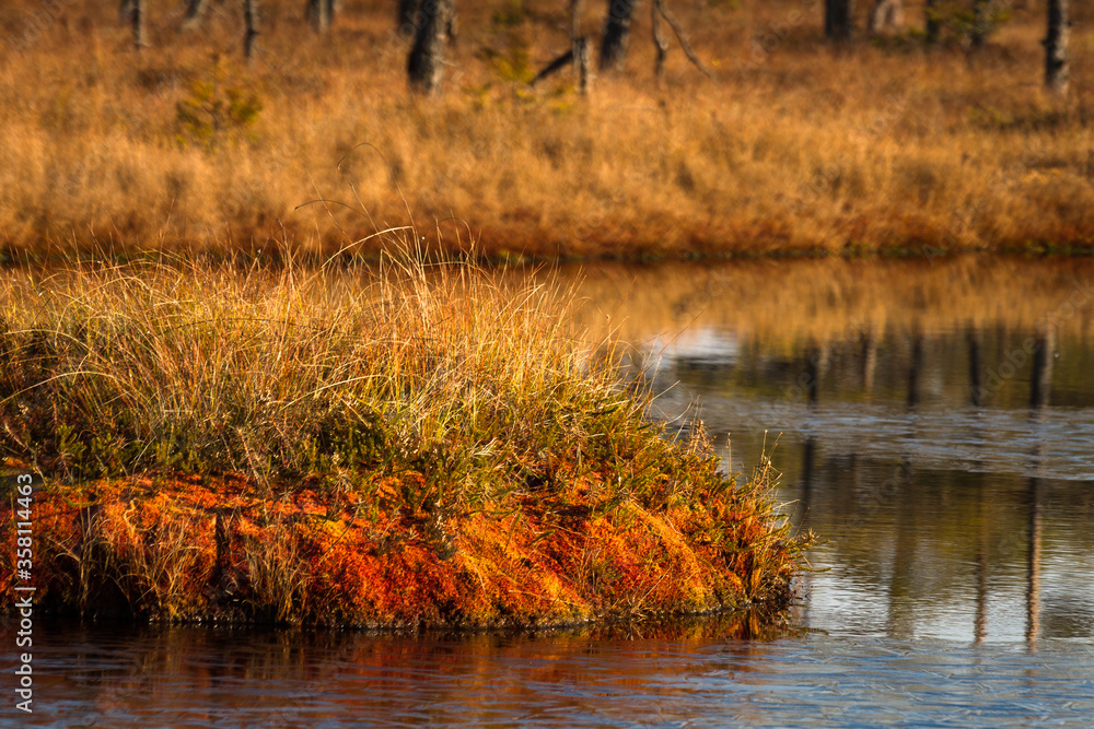 Colorful autumn day in the Kemeri moor