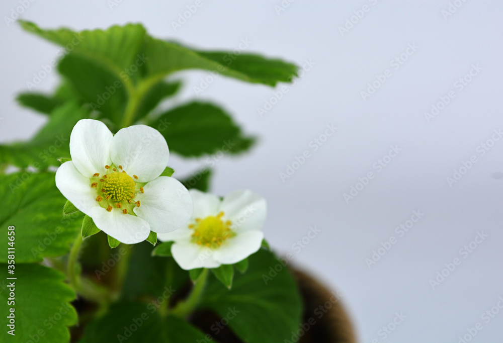 Obraz premium strawberry blossom ; White strawberry flowers with green leaves in Spring season on a white background, copy space