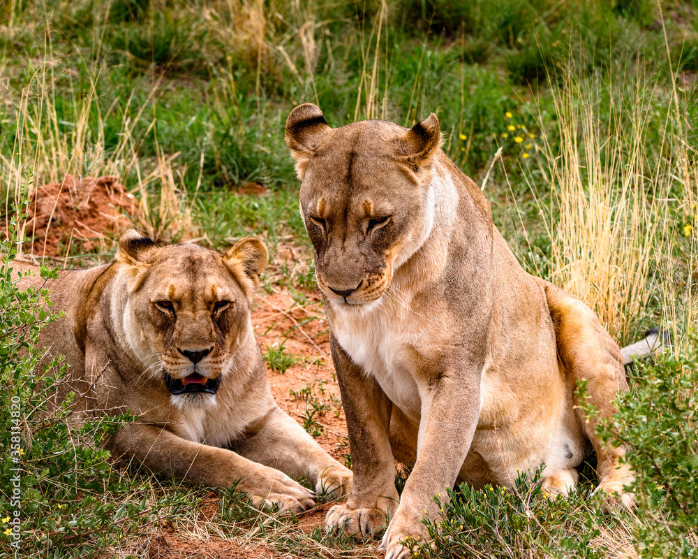 It's Couple of lionesses at the Naankuse Wildlife Sanctuary, Namibia, Africa It's Couple of lionesses at the Naankuse Wildlife Sanctuary, Namibia, Africa