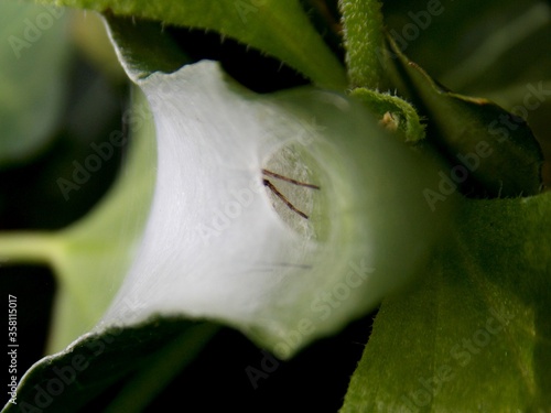 a spider hidden in a spider's web on a leaf photo