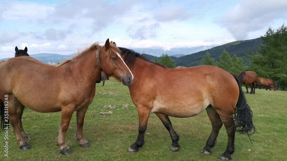 Brown horses licking each other in the meadows Brown horses licking each other in the meadows