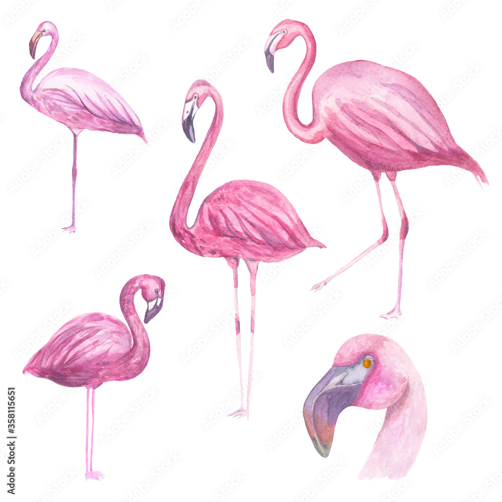 Obraz premium Decorative watercolor flamingo bird clipart, design element. Can be used for cards, invitations, banners, posters, print design. Exotic, tropical background