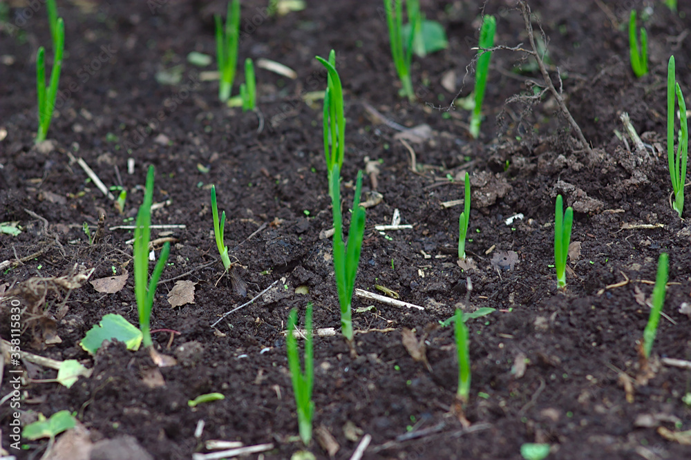 green onion sprouts in the garden green onion sprouts in the garden
