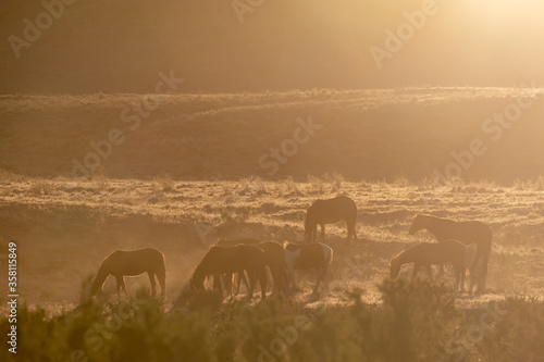Fototapeta Naklejka Na Ścianę i Meble -  Wild Horses at Susnet int he Utah Desert