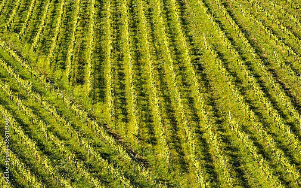 Beautiful green rows of grape plants in summer in Austria