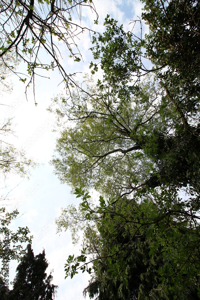 Fototapeta premium Looking up at the sky through trees in forest 