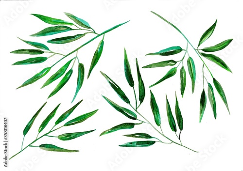 Collection of tree branches on white background.