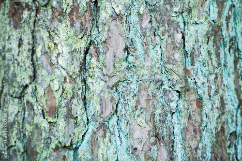close tree bark with a blue tint.  texture of tree bark.  background