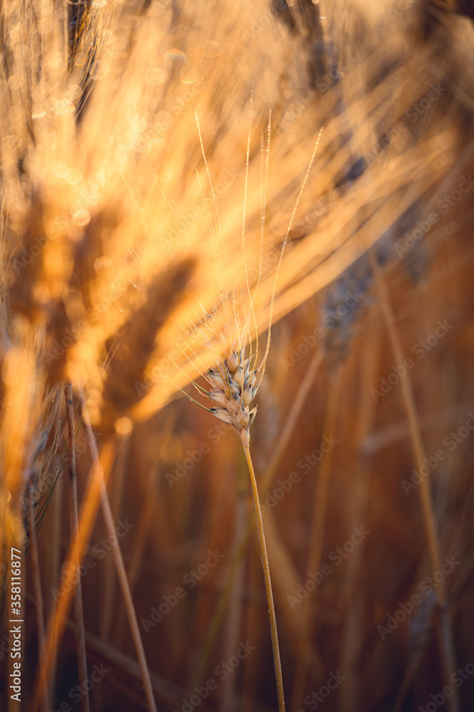 Obraz premium Ripe gold wheat field moved by the wind during a sunny day. Natural imagesof ear of corns