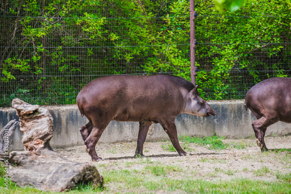 Cute tapir walking on the grass Cute tapir walking on the grass