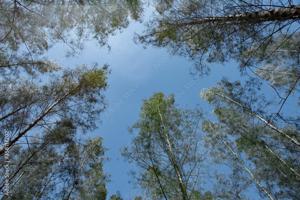 Pine forest with sunlight through the tree Pine forest with sunlight through the tree