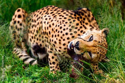 It's Close up of a Cheetah at the Naankuse Wildlife Sanctuary, Namibia, Africa photo