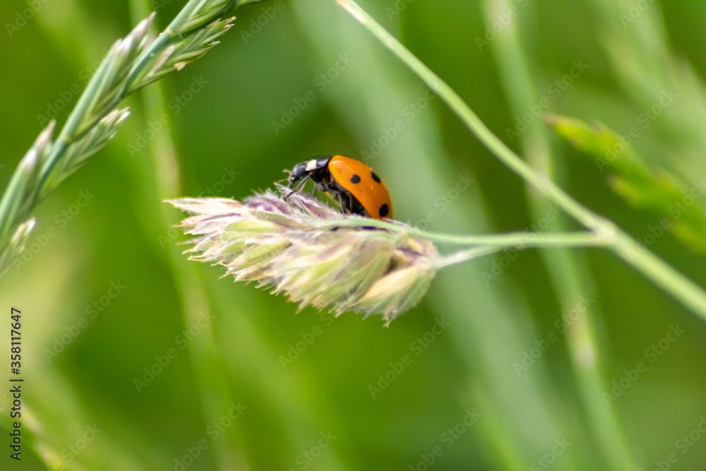 Cute little ladybug with red wings and black dotted hunting for plant louses as biological pest control and natural insecticide for organic farming with natural enemies reduces agriculture pesticides Cute little ladybug with red wings and black dotted hunting for plant louses as biological pest control and natural insecticide for organic farming with natural enemies reduces agriculture pesticides