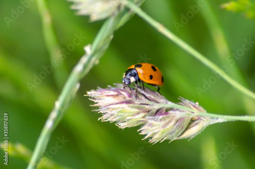 Cute little ladybug with red wings and black dotted hunting for plant louses as biological pest control and natural insecticide for organic farming with natural enemies reduces agriculture pesticides