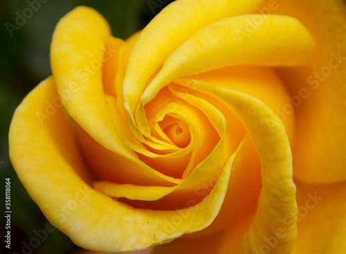 one yellow rose in bloom