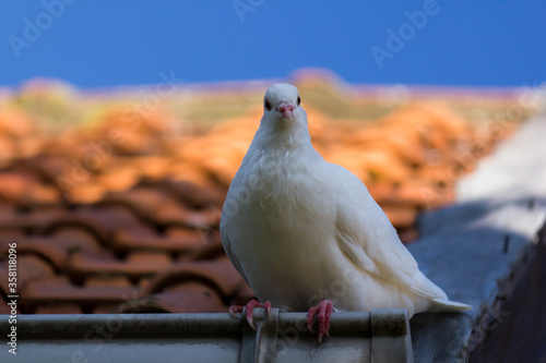 Beautiful white pigeon looking to camera from rooftop with blurred background
