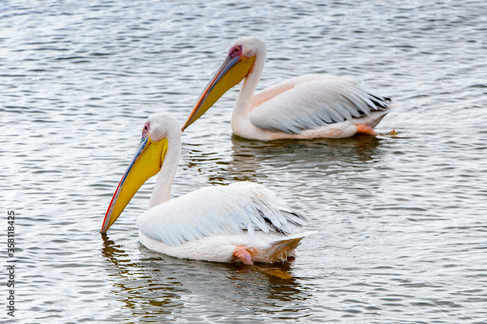 It's Pelicans, Walvish Bay, Namibia It's Pelicans, Walvish Bay, Namibia