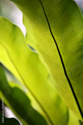 Leaves Tropical forest trees texture background wallpaper