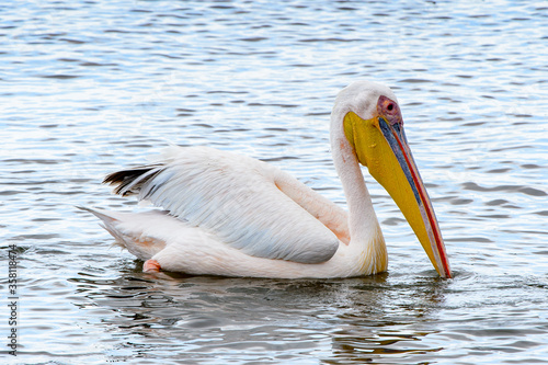 It's Pelicans, Walvish Bay, Namibia