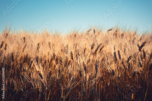 Ripe gold wheat field moved by the wind during a sunny day. Natural imagesof ear of corns