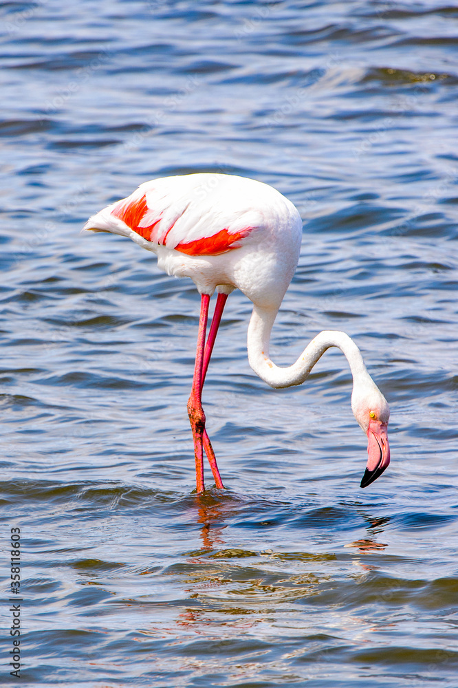 It's Pink flamingo in the water