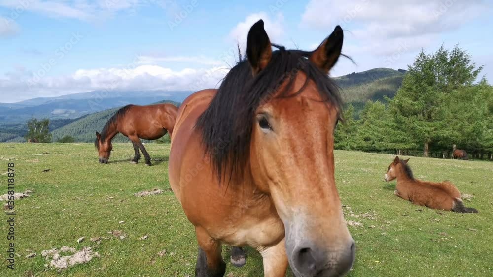 Horses grazing in the green meadows Horses grazing in the green meadows