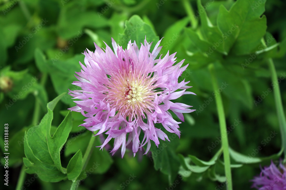 Flower of cornflower meadow (lat. centaurea jacea) Flower of cornflower meadow (lat. centaurea jacea)