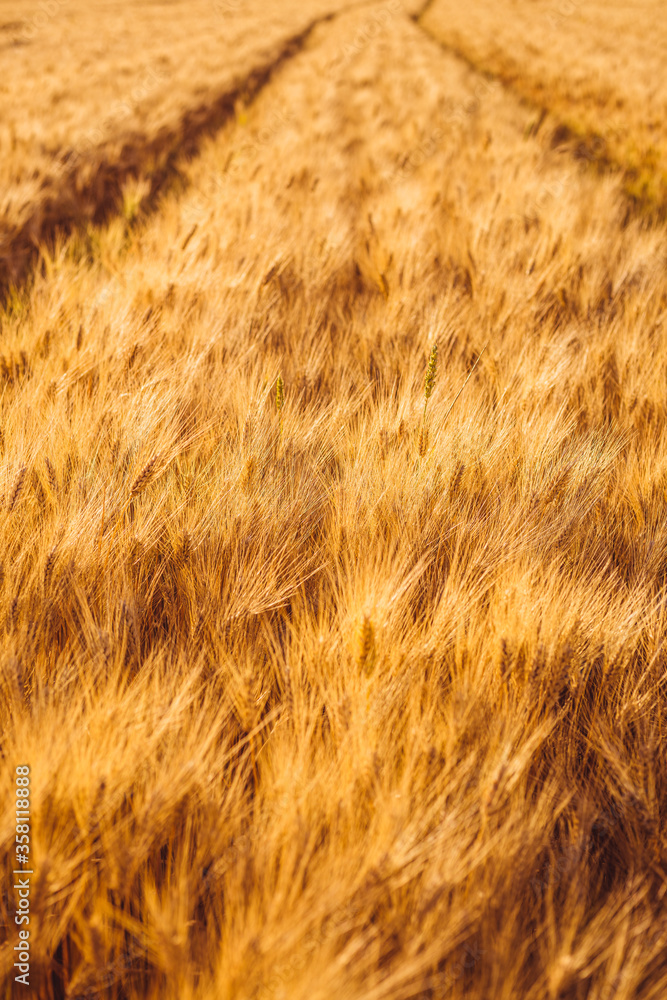 Wheat gold field with tractor tracks, soft focus and bokeh