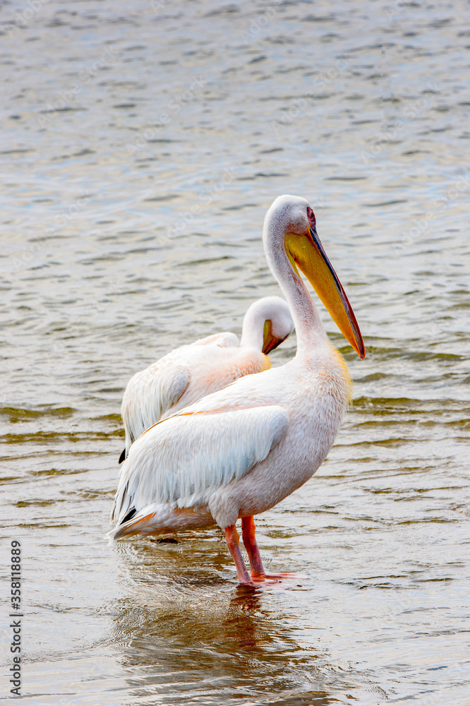 It's Pelican, Walvish Bay, Atlantic Ocean, Namibia It's Pelican, Walvish Bay, Atlantic Ocean, Namibia