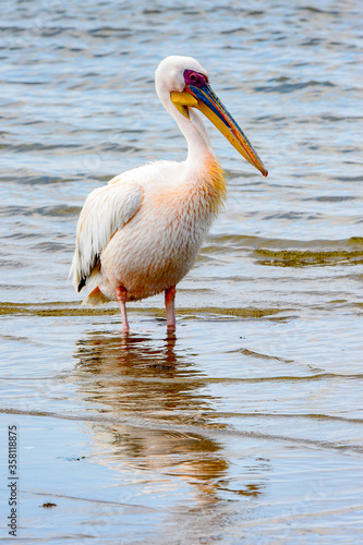 It's Pelican, Walvish Bay, Atlantic Ocean, Namibia