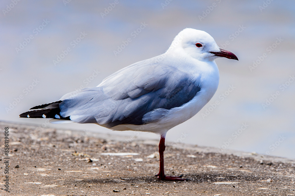 It's Albatross on a coastline of the Atlantic Ocean, the Walvis Bay, Namibia It's Albatross on a coastline of the Atlantic Ocean, the Walvis Bay, Namibia
