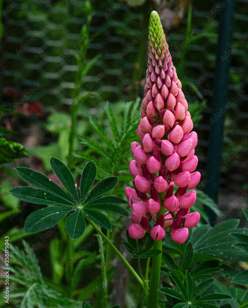 Blumen in verschiedenen Farben blühen im Garten Blumen in verschiedenen Farben blühen im Garten