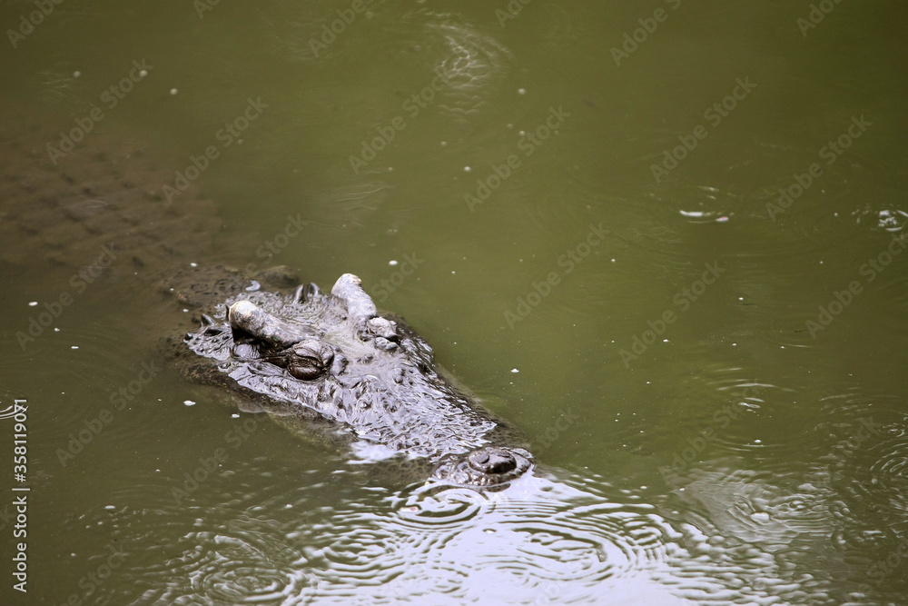 The big crocodile in the farm The big crocodile in the farm