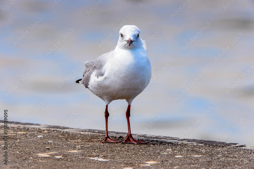 It's Albatross of the Walvis Bay, Atlantic Ocean, Namibia It's Albatross of the Walvis Bay, Atlantic Ocean, Namibia