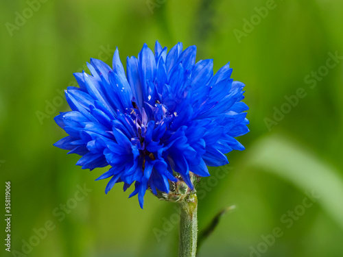 Closeup of a beautiful blue cornflower, Centaurea cyanus, dwarf variety Jubilee Gem