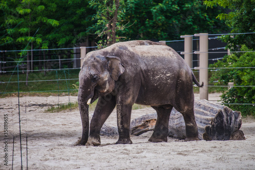 Asian elephant is walking in the cage