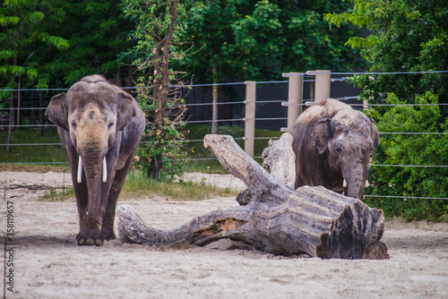 Photography Asian elephant family in the cage