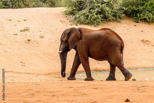 It's Elephant walks near a river