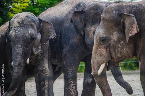 Photography Asian elephant family in the cage