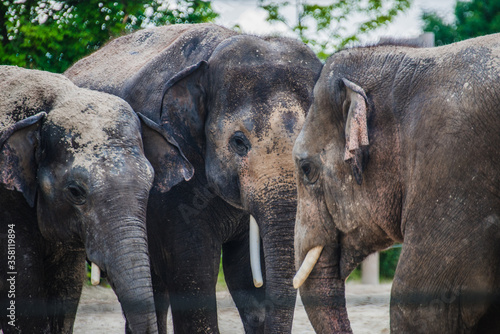 Photography Asian elephant family in the cage
