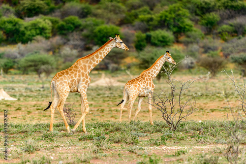 It s Giraffe in the Erindi Private Game Reserve  Namibia