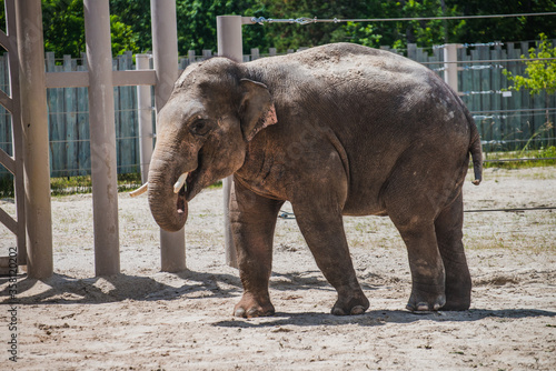 Asian elephant is walking in the cage