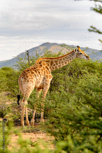 It s Giraffe in the Erindi Private Game Reserve  Namibia