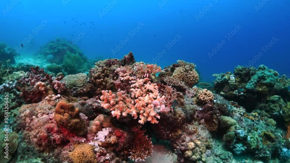 Approaching a big coral system full of life with deep blue ocean background. Colorful coral reef on ocean bottom in Philippines, Indian Ocean, Slow Motion Approaching a big coral system full of life with deep blue ocean background. Colorful coral reef on ocean bottom in Philippines, Indian Ocean, Slow Motion
