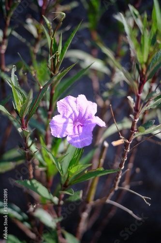 pink and white flowers