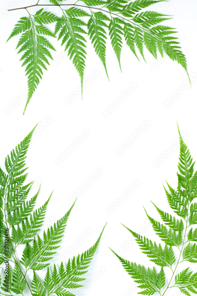 Creative green nature layout made of tropical fern leaf, foliage on white background. Flat lay, top view summer concept.